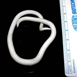 <i>Ascaris suum</i>