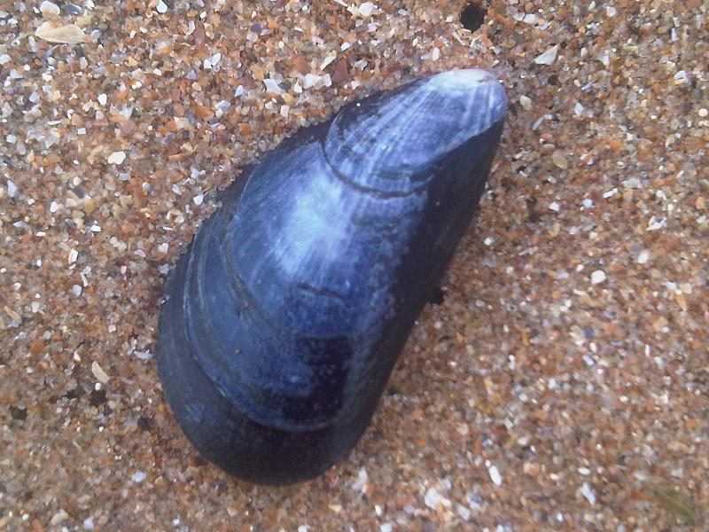 <i>Mytilus edulis</i>