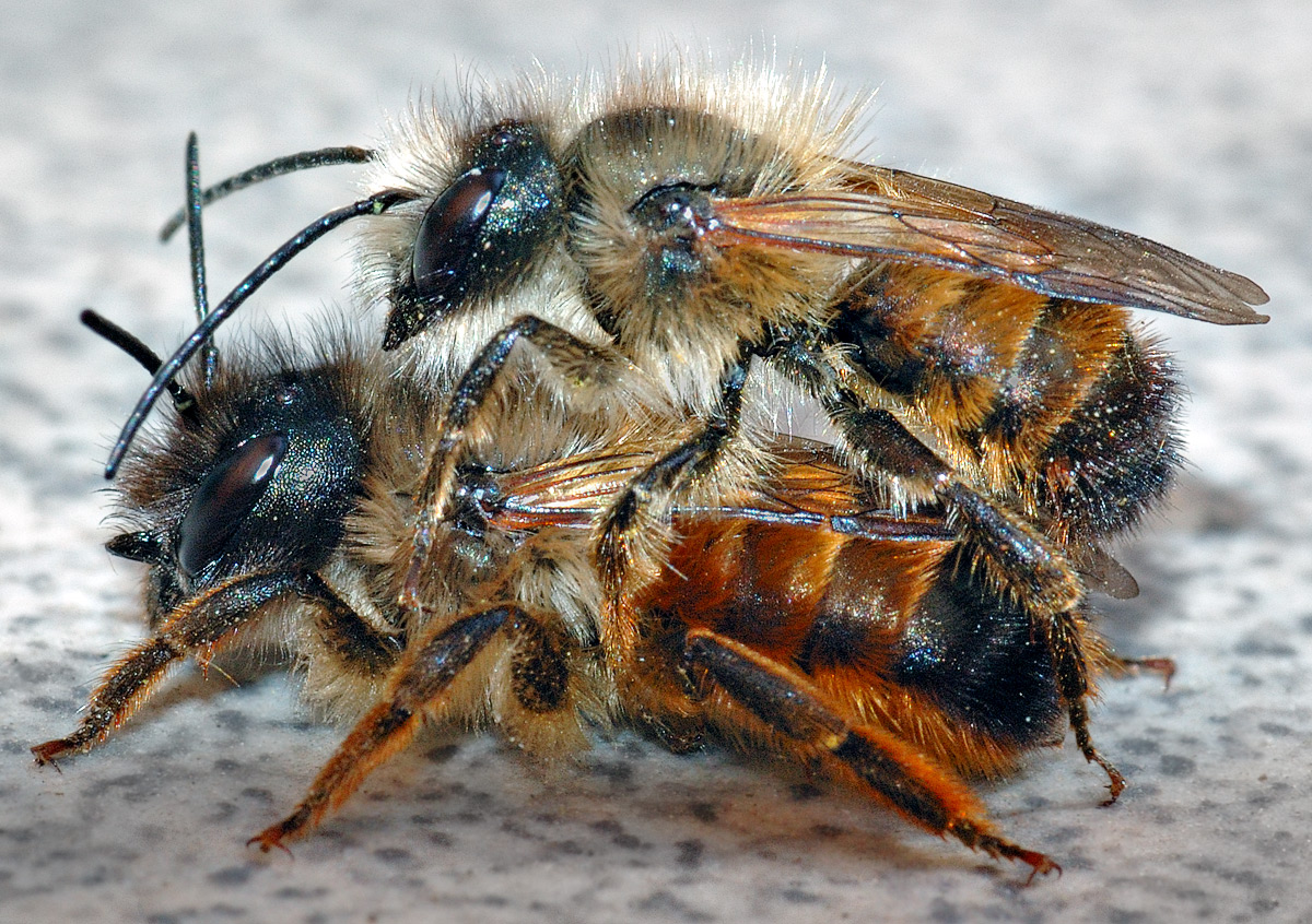 <i>Osmia bicornis</i>